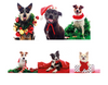 Dog Christmas Cards - Pack of 6 with Shelter Dogs