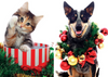 12 Strays of Christmas Cards - Cheer Edition. Pack of 12 with Shelter Dogs & Cats