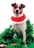 Dog Christmas Cards - Pack of 6 with Shelter Dogs