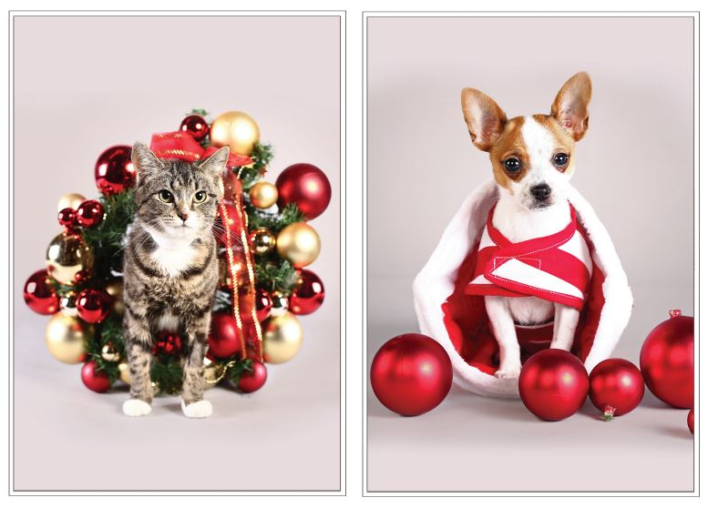 12 Strays of Christmas Cards - Joy Edition. Pack of 12 with Shelter Dogs & Cats