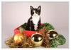 12 Strays of Christmas Cards - Joy Edition. Pack of 12 with Shelter Dogs & Cats