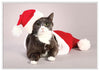 12 Strays of Christmas Cards - Joy Edition. Pack of 12 with Shelter Dogs & Cats