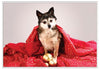 12 Strays of Christmas Cards - Joy Edition. Pack of 12 with Shelter Dogs & Cats