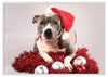 12 Strays of Christmas Cards - Joy Edition. Pack of 12 with Shelter Dogs & Cats