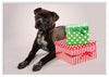 12 Strays of Christmas Cards - Joy Edition. Pack of 12 with Shelter Dogs & Cats