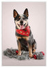 12 Strays of Christmas Cards - Joy Edition. Pack of 12 with Shelter Dogs & Cats