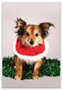 12 Strays of Christmas Cards - Joy Edition. Pack of 12 with Shelter Dogs & Cats