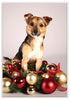 12 Strays of Christmas Cards - Joy Edition. Pack of 12 with Shelter Dogs & Cats
