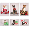 12 Strays of Christmas Cards - Joy Edition. Pack of 12 with Shelter Dogs & Cats