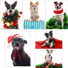 12 Strays of Christmas Cards - Cheer Edition. Pack of 12 with Shelter Dogs & Cats
