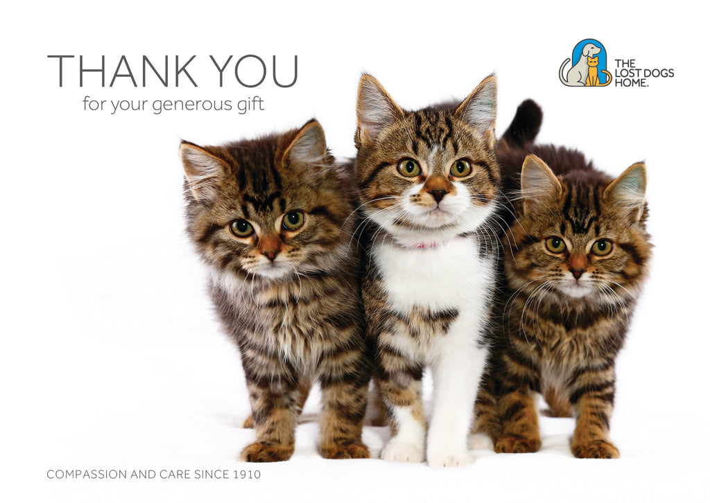 $100 Charity Gift Card - Give to Help Prepare Cats for Adoption & Prevent Overpopulation