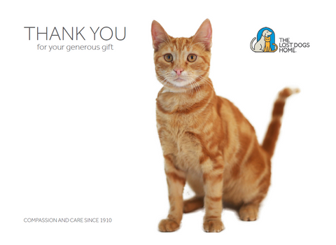 $60 Charity Gift Card - Give to Help Train & Support a Cat in Need