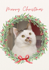 12 Strays of Christmas Cards - Hope Edition. Pack of 12 with Shelter Dogs & Cats