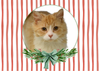 12 Strays of Christmas Cards - Hope Edition. Pack of 12 with Shelter Dogs & Cats
