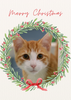 12 Strays of Christmas Cards - Hope Edition. Pack of 12 with Shelter Dogs & Cats