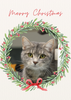 12 Strays of Christmas Cards - Hope Edition. Pack of 12 with Shelter Dogs & Cats