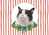 12 Strays of Christmas Cards - Hope Edition. Pack of 12 with Shelter Dogs & Cats