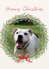 12 Strays of Christmas Cards - Hope Edition. Pack of 12 with Shelter Dogs & Cats