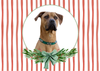 12 Strays of Christmas Cards - Hope Edition. Pack of 12 with Shelter Dogs & Cats