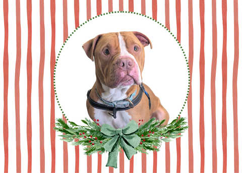 12 Strays of Christmas Cards - Hope Edition. Pack of 12 with Shelter Dogs & Cats