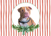 12 Strays of Christmas Cards - Hope Edition. Pack of 12 with Shelter Dogs & Cats