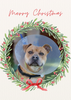 12 Strays of Christmas Cards - Hope Edition. Pack of 12 with Shelter Dogs & Cats