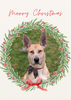 12 Strays of Christmas Cards - Hope Edition. Pack of 12 with Shelter Dogs & Cats