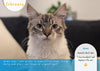 The Lost Dogs' Home 2027 Calendar