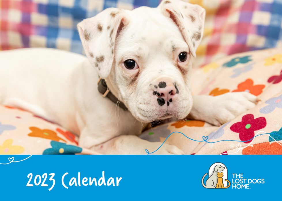 The Lost Dogs’ Home 2023 Calendar